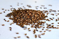 Kiln Coffee (French)